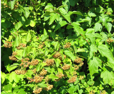 пузыреплодник калинолистный видовой