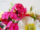 Букет "Phlox".