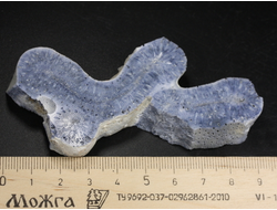 Коралл голубой Акори, Австралия (94*45*12 мм, 46 г) №37711