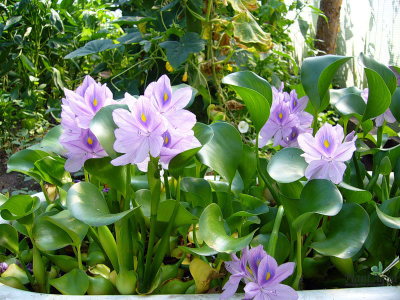 Водный гиацинт — Эйхорния