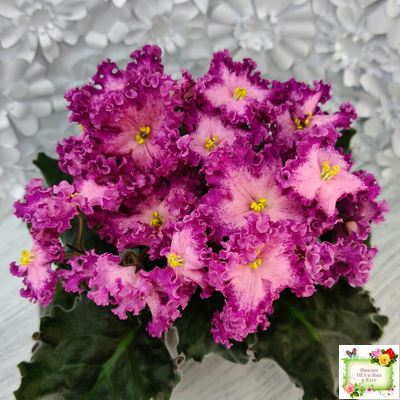 Nik-Любовный Напиток (Н. Булко) 2023 г.