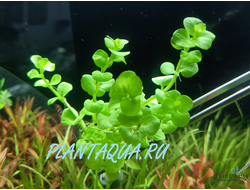 Лизимахия золотистая (пучок)