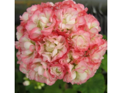 П14 Пеларгония розебудная Apple Blossom Rosebud укорененный черенок