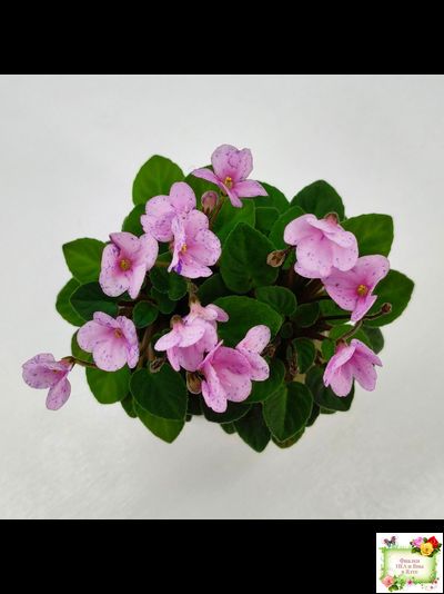 Frosted Fantasy (C.Sotkiewicz) трейлер