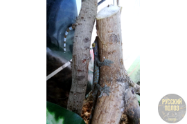 Геккон Токи, Gekko gecko