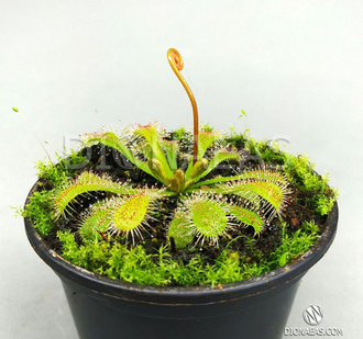 Drosera Collinsiae