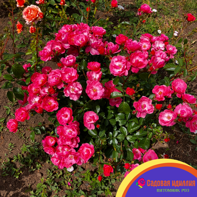 Ангела (Angela)