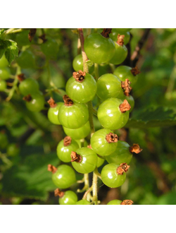 Смородина зеленая  Снежная Королева