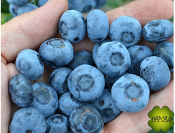 ГОЛУБИКА "ЧАНДЛЕР" (высокорослая, поздняя - конец июля, саженец 3 года)