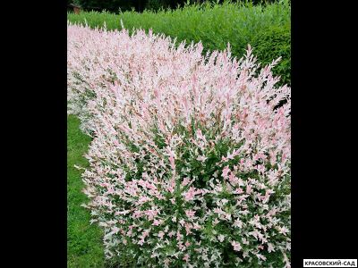 Ива Хакура-Нишики - Hakuro Nishiki