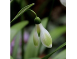Galanthus woroniwii Зеленый Гном
