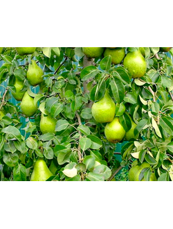 Груша колоновидная Павловская  (осен.)