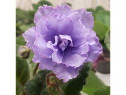 70) ЕК- Голубоглазая Россия