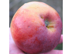 Октябренок (яблоня)