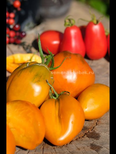 Томат Огненный гребень цвета Охра (Cresta di Fuoco), 10 шт