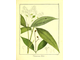 Коричник тамала (Cinnamomum tamala) - 100% натуральное эфирное масло