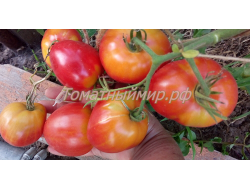 Бычье сердце раннеспелое от Умриловой