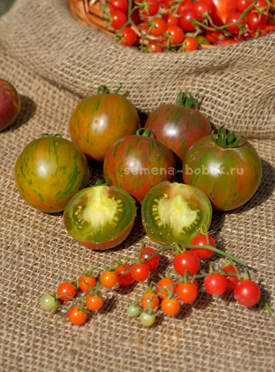 Томат Dwarf Rebel Starfighter Penny Lane (Гном Восставший Звездный Истребитель Пенни Лейн), 10 шт