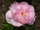 Пион Orchid Anne (Орхид Энн)