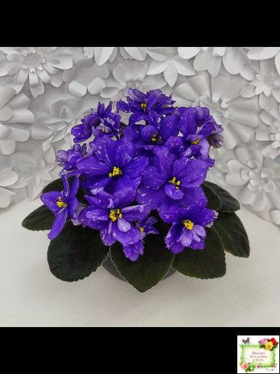 Н-Млечный Путь (Н. Бердникова)