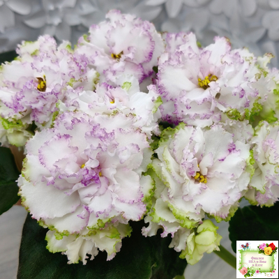 Фея (Т. Л. Дадоян) (лист укоренённый)