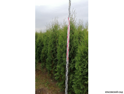 Туя Кинг Брабант - King Brabant