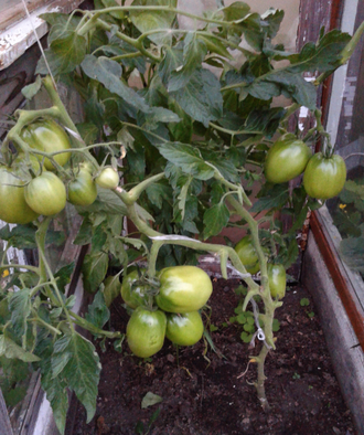 Семена томата Полтавская галушка