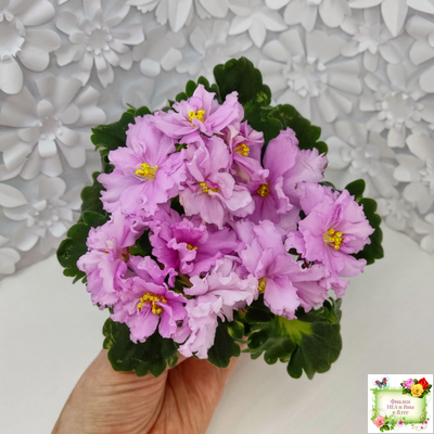 АВ-Поющие Пески (Фиалковод) 2021 г. (гёрл-листья с кроновой пестролистностью)