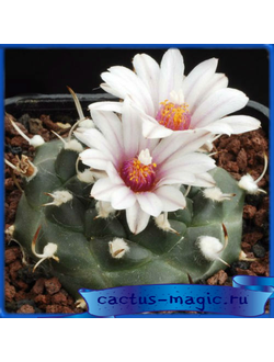 Turbinicarpus bonatzii MZ 587