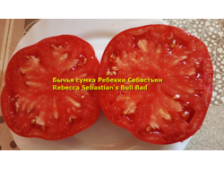 Томат Бычья сумка Ребекки Себастьян (Rebecca Sebastian's Bull Bad, США)