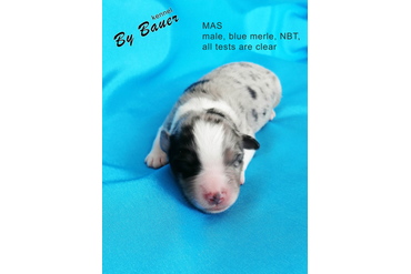 Мальчик с СИНИМ ошейничком, окрас черный триколор, НБТ, возраст 3 дня