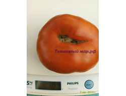 Томат Гном Тасманский шоколад (Dwarf Tasmanian Chocolate)