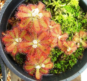 Drosera tomentosa