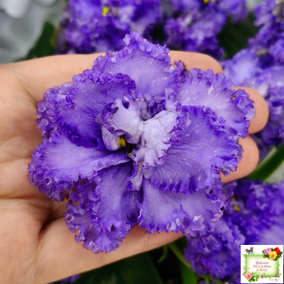 БР-Маленькое Счастье (С. и Н. Буркацкие) 2020 г.