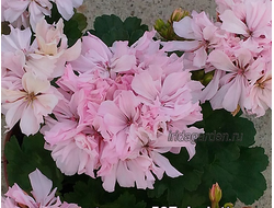 Пеларгония Lolette