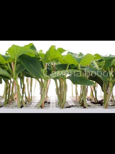 Подвой Кобальт F1 (5 шт)