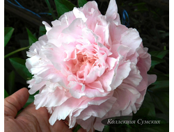 Пион Albert Crousse (Альберт Круз)