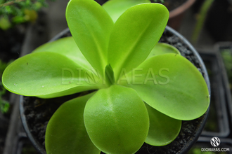 Pinguicula Tina