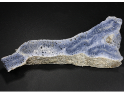 Коралл голубой Акори, Австралия (120*44*14 мм, 58 г) №37710