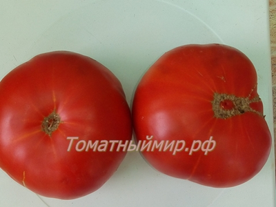 Томат Гном Кардинал Маура (Dwarf Maura’s Cardinal, США, Австралия)