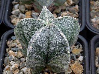 Astrophytum myriostigma (D=50-60мм)