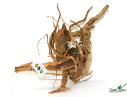 Коряга ПУСТЫННАЯ XXL (30-45 см)