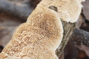 Гриб Ирпекс, Ирпекс молочный, Irpex lacteus