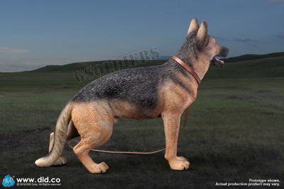 Немецкая овчарка - Коллекционная ФИГУРКА 1/6 scale German Shepherd (AS003) - DID
