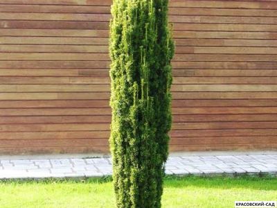 Тисс ягодный Фастигиата - Fastigiata