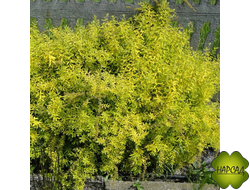 СПИРЕЯ СЕРАЯ "КАЗИУ"