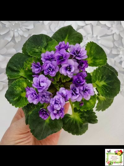 Little Caboose (H. Pittman) (гёрл-лист с кроновой пестролистностью)