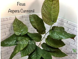 Ficus aspera cannonii / Фикус Аспера Канони