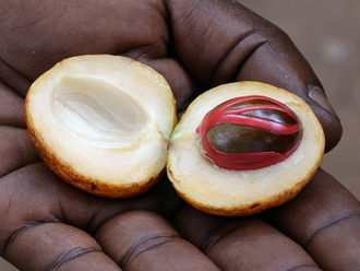 Мускатный орех (Myristica fragrans), плоды (5 мл) - 100% натуральное эфирное масло
