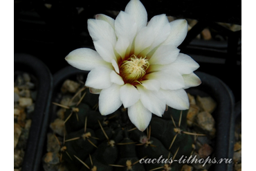 Gymnocalycium schroederianum ssp.paucicostatum LB 960